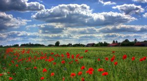 Champs de coquelicots - Fatherheart France