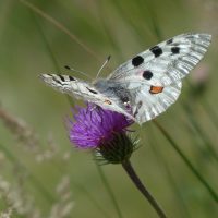 apollo-Fatherheart - France