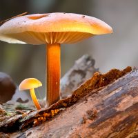 mushroom - Fatherheart - France