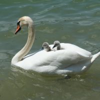 swan-Fatherheart - france