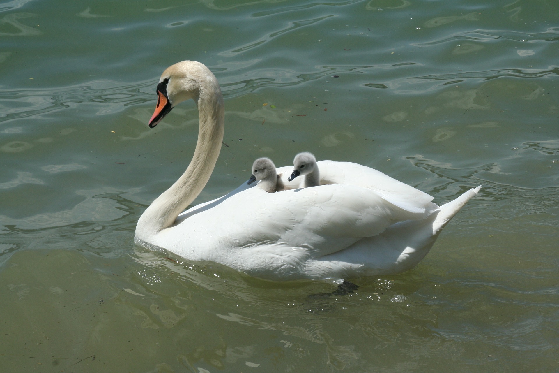 swan-Fatherheart - france