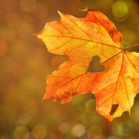 heart-Fatherheart - France