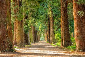 avenue-Fatherheart - France