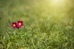 meadow-Fatherheart - France