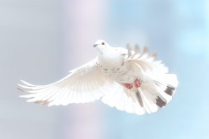 dove-Fatherheart - France