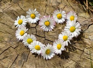 daisy-Fatherheart-France