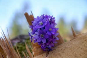flower-Fatherheart-france