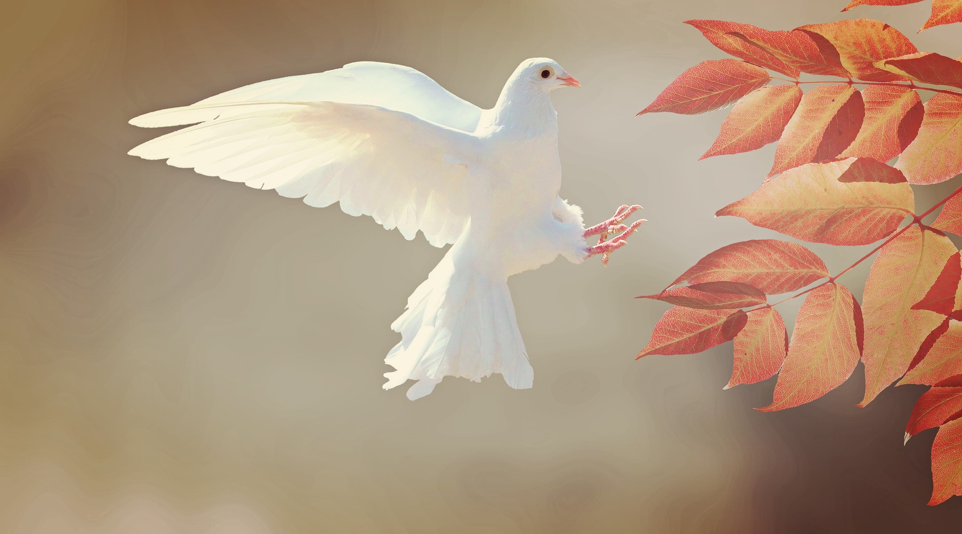 dove-Fatrherheart-France