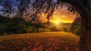 nature-Fatherheart - France