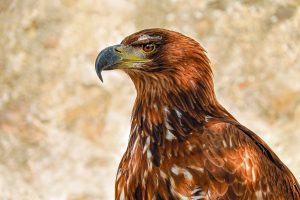 of-prey-eagle-Fatherheart France