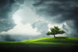 tree-fatherheart-france