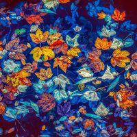 fall-leaves-Fatherheart-France