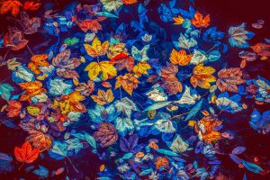 fall-leaves-Fatherheart-France