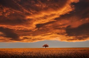 tree-Fatherheart-France