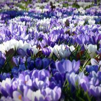 crocus-Fatherheart - France