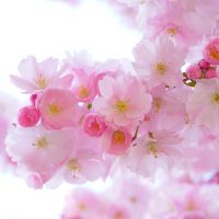 japanese-cherry-trees-Fatherheart-France