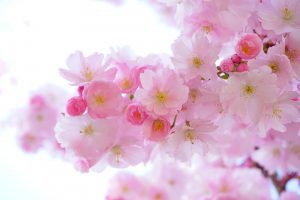 japanese-cherry-trees-Fatherheart-France