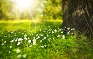 spring-Fatherheart-France