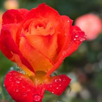 flower-FatherheartFrance