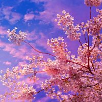 cherry-blossom-Fatherheart-France