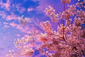 cherry-blossom-Fatherheart-France