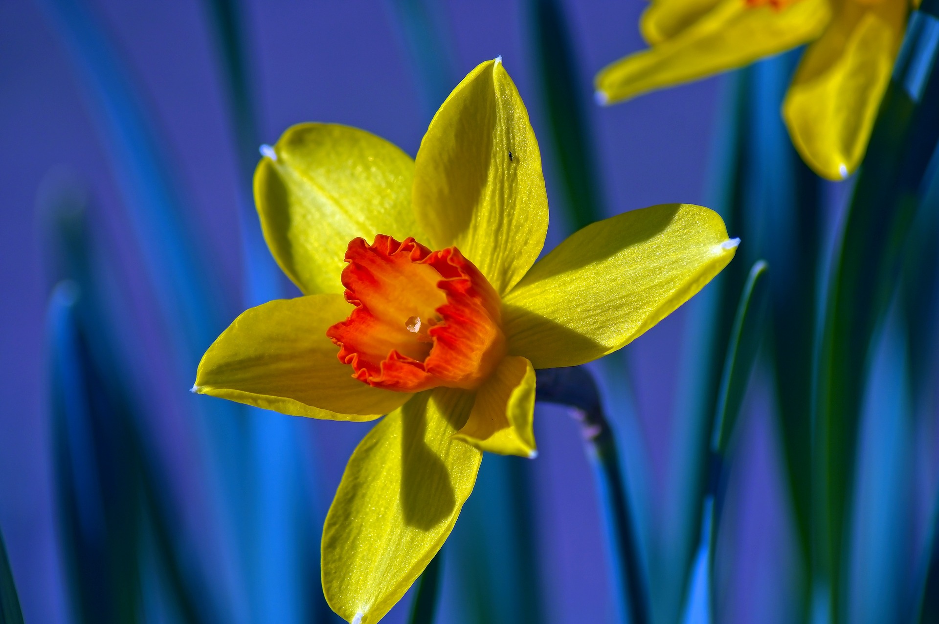 yellow-and-orange-narcissus-Fatherheart - France